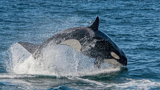 Orca imita el habla humana en experimento