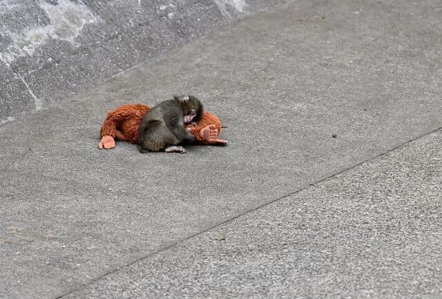 The story of Punch, the macaque who found comfort in a teddy bear