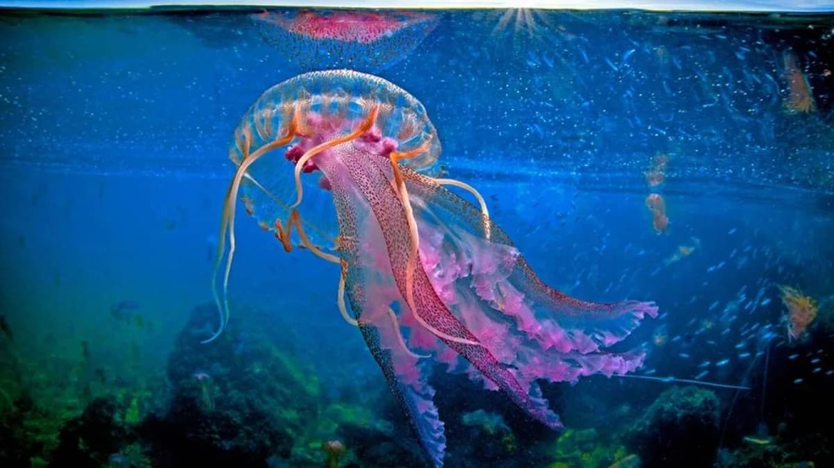 Purple Jellyfish Outbreak in Greek Seas: Caution Advised in Affected Areas