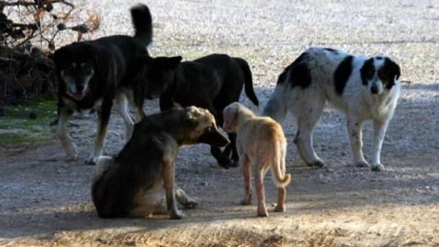 Πιερία: Εισαγγελική έρευνα για επίθεση σκύλων σε 61χρονη Γερμανίδα