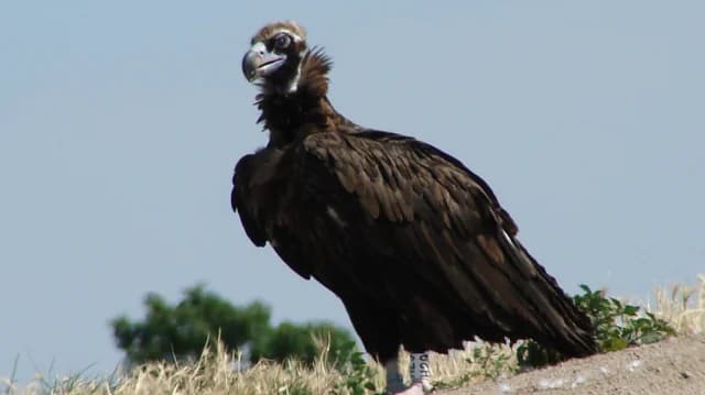 Dadia National Park: Griffon Vultures and Wolf Found Dead – Poisoned Baits Suspected