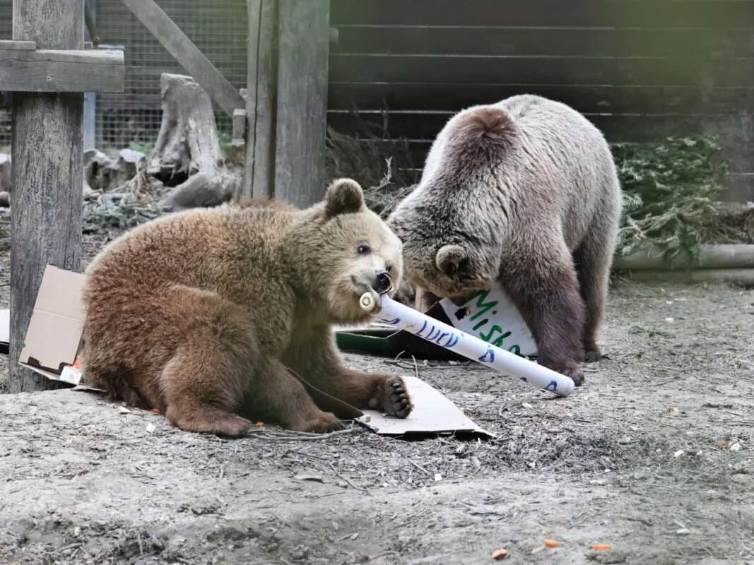 Bears Escape Enclosure in Britain, Devour Week's Worth of Honey