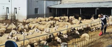 Νέο διάταγμα για ενίσχυση των μέτρων κατά του αφθώδους πυρετού