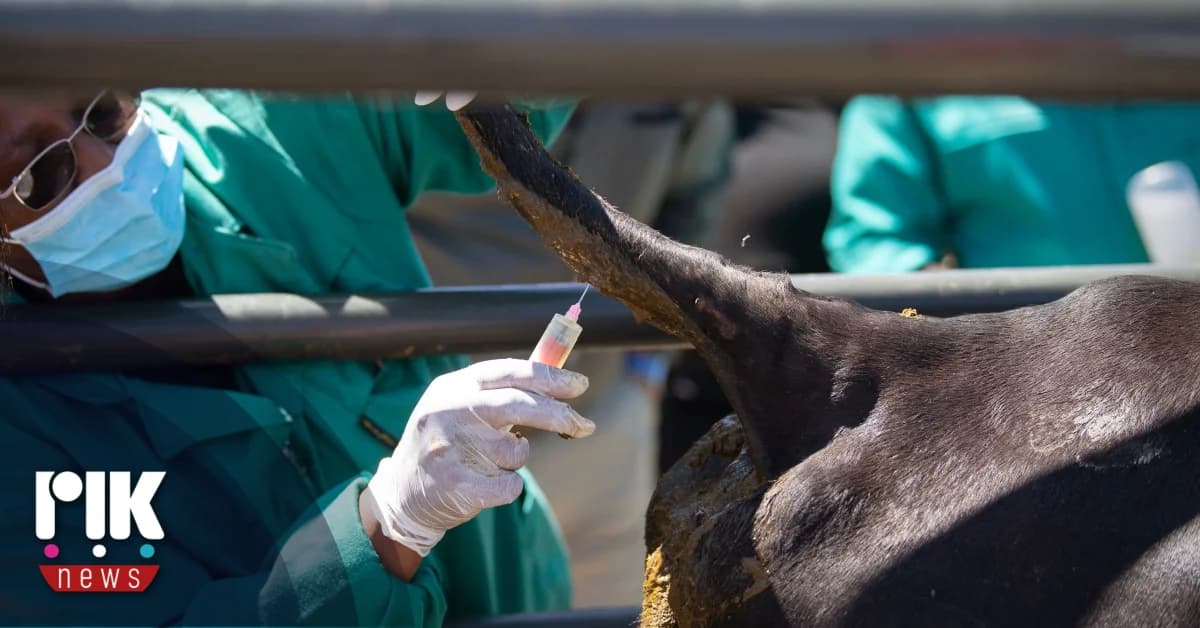 Veterinärdienste: Aufruf zur vollständigen Umsetzung von Maßnahmen gegen Maul- und Klauenseuche