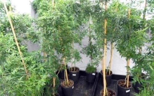 47-year-old Convicted for Drug Offenses in British Bases