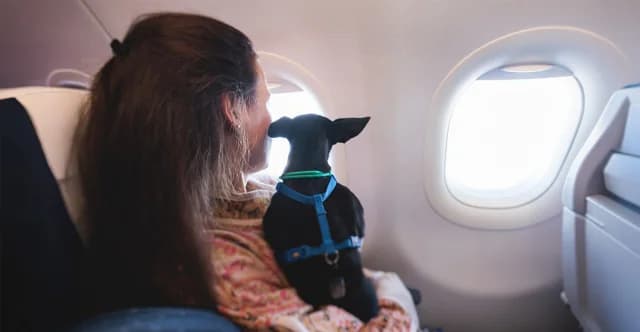 MAE: Vuelo de repatriación para griegos con mascotas desde Dubái