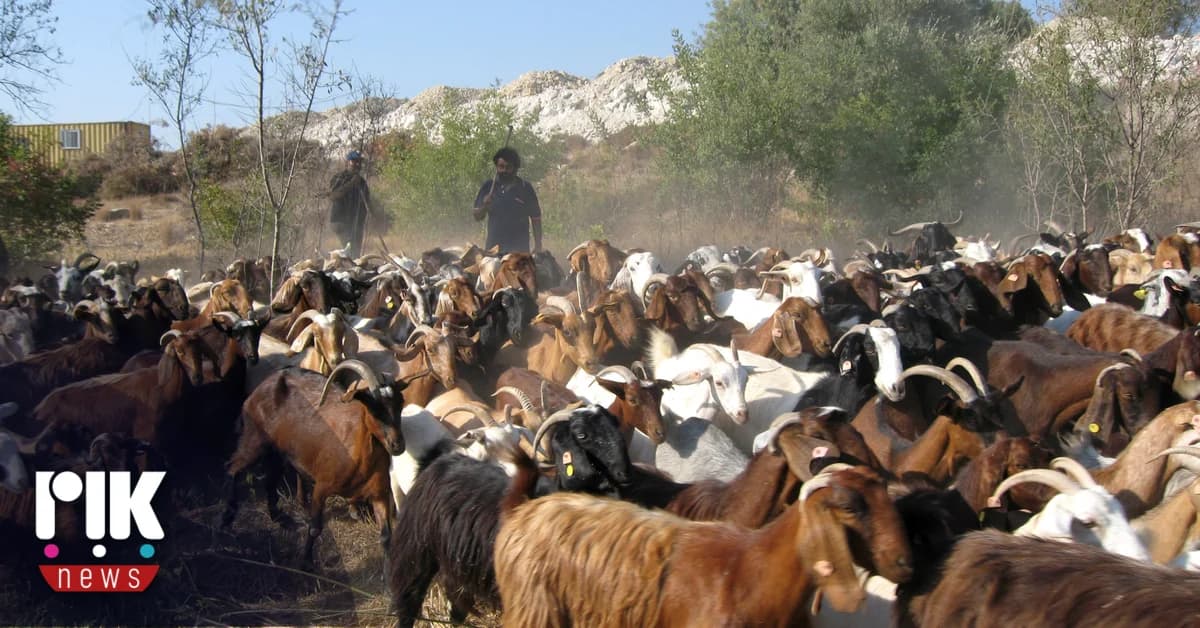 Σ. Καδής: Δεν επηρεάζεται το ΠΟΠ χαλουμιού από εισαγωγή αιγοπροβάτων