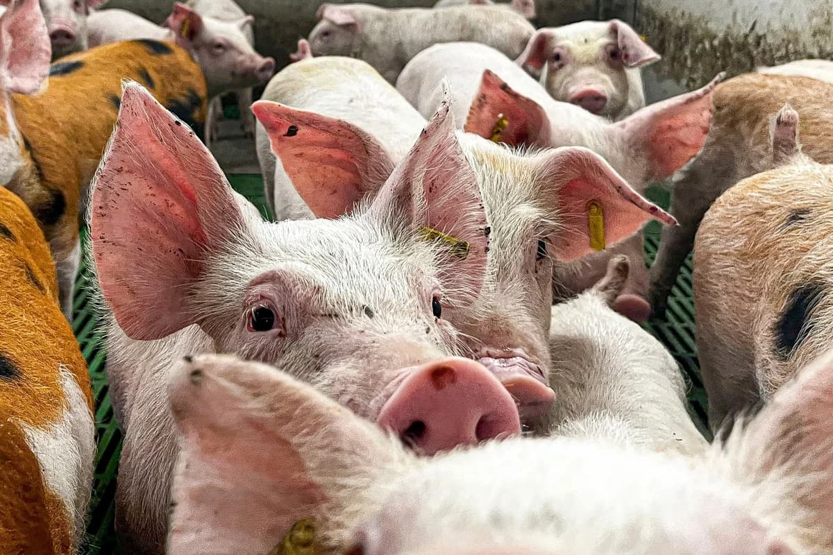 Pig Farmers Satisfied with Government Support Measures