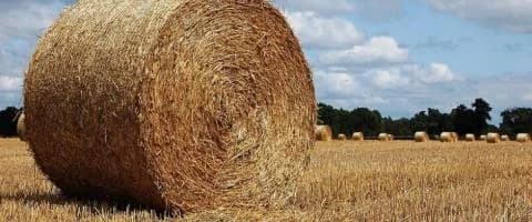 Ganadero chipriota denuncia contrabando de heno desde territorios ocupados en medio de la preocupación por la fiebre aftosa