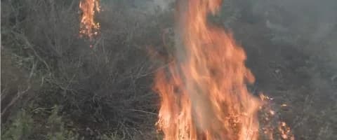 Ελεγχόμενη καύση στο Δάσος Μαχαιρά για πρόληψη πυρκαγιών