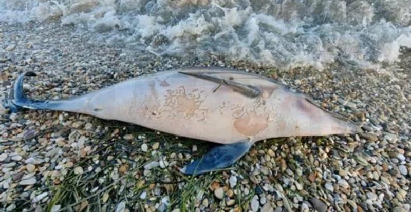 Dead Dolphin Washed Ashore on Faros Beach in Paphos