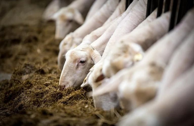Αφθώδης πυρετός: Μέτρα απολύμανσης σε Θεσσαλονίκη