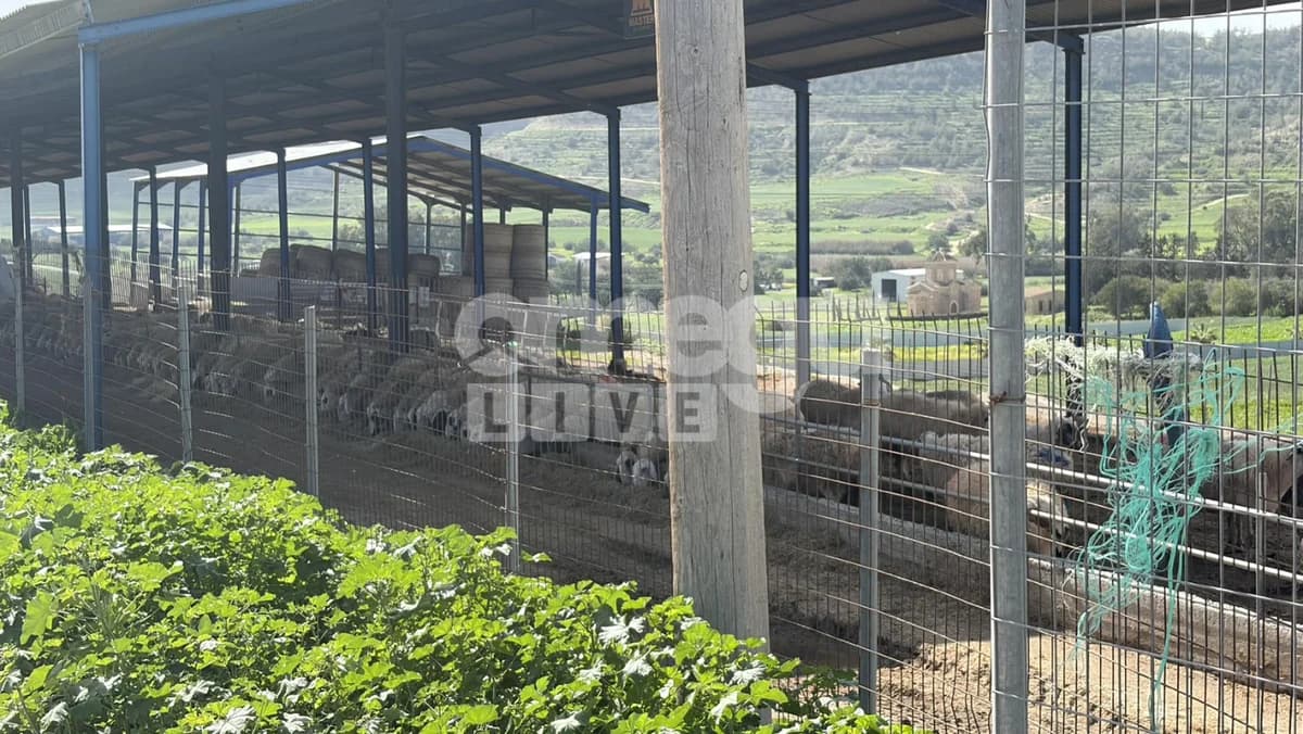 Foot-and-Mouth Disease: New Cases in Larnaca, Veterinary Services Update