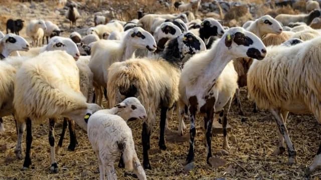המשך חיטוי ב-16 תחנות בכרתים למניעת אבעבועות צאן