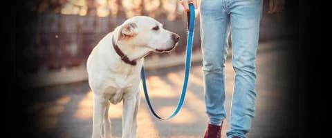 Νέος Νόμος για Σκύλους: Τι Αλλάζει και η Ικανοποίηση του Υπουργείου Γεωργίας
