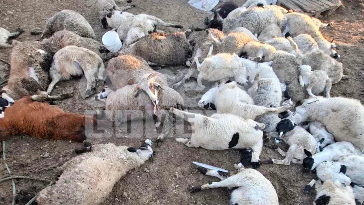 Yeri: Complaints of Abandoned Dead Animals After Culling