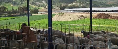 Spannungen in Viehzuchtbetrieb in Livadia wegen Maul- und Klauenseuche