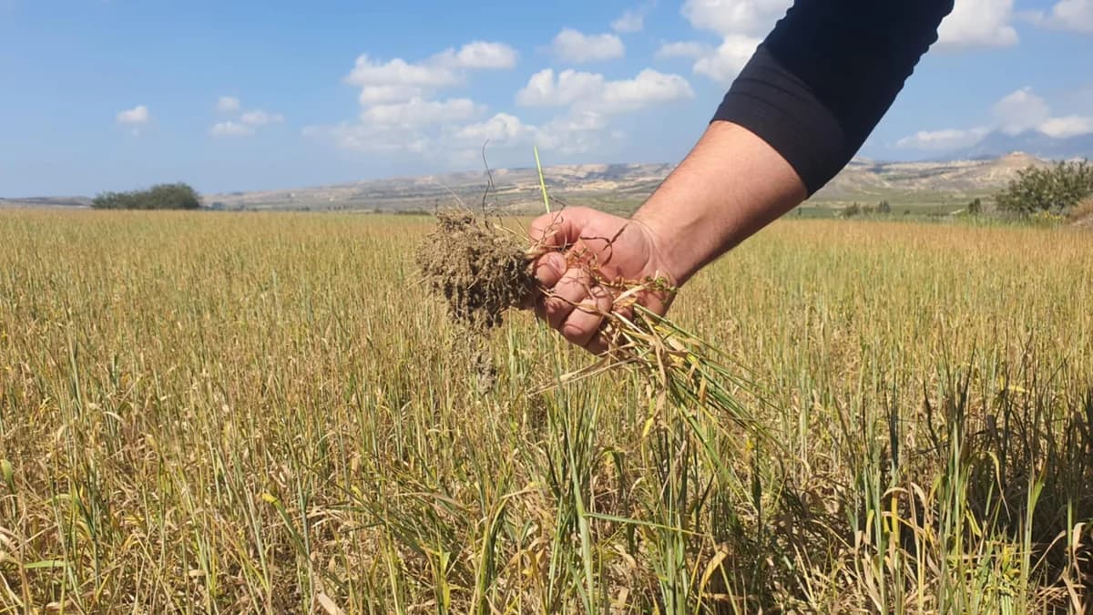 Seguridad alimentaria en riesgo: preocupación por la preparación de Chipre