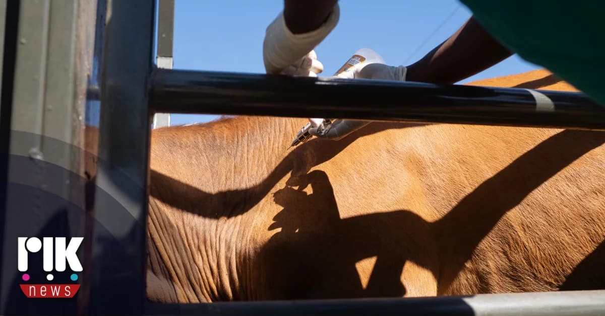 Vaccinations Continue for Foot-and-Mouth Disease