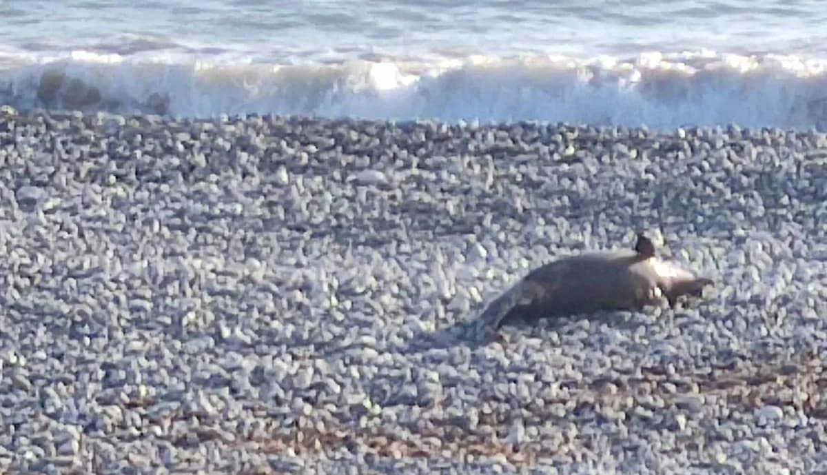 Another Dead Dolphin Found in Paphos: Concerns Rise