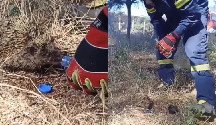 Bombero Rescata Erizo de Incendio en Kilkis, Grecia