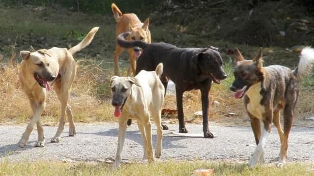 Μαζική δηλητηρίαση σκύλων στη Χαλκιδική: 21 νεκρά ζώα