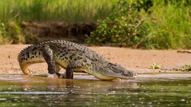Frankreich: Fischer findet toten Krokodil im Kanal