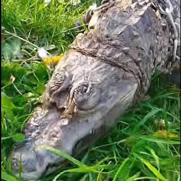 Frankreich: Toter Krokodil in Schlafsack gefunden