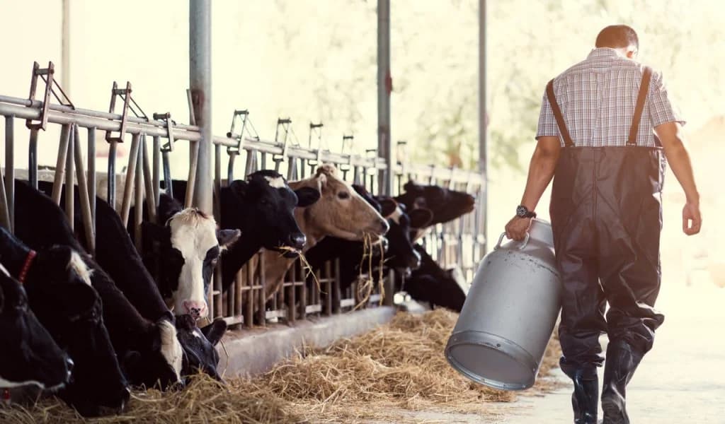 Livestock Farmers Plan Protest Amid Pressure and Informal EU Summit