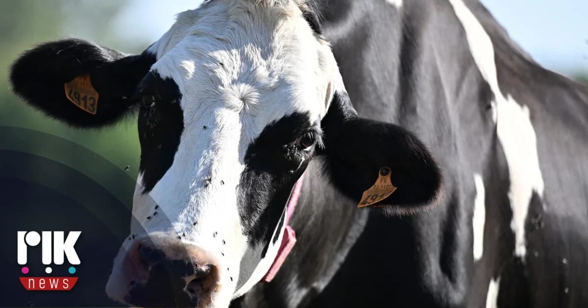 Landwirtschaftsministerium: Aussetzung der Tötung von Tieren abgelehnt