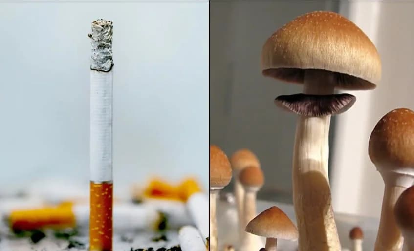 פסילוסיבין: מחקר חדש על גמילה מעישון