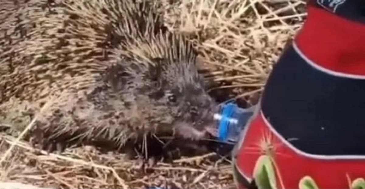 Firefighter Rescues Hedgehog from Kilkis Fire