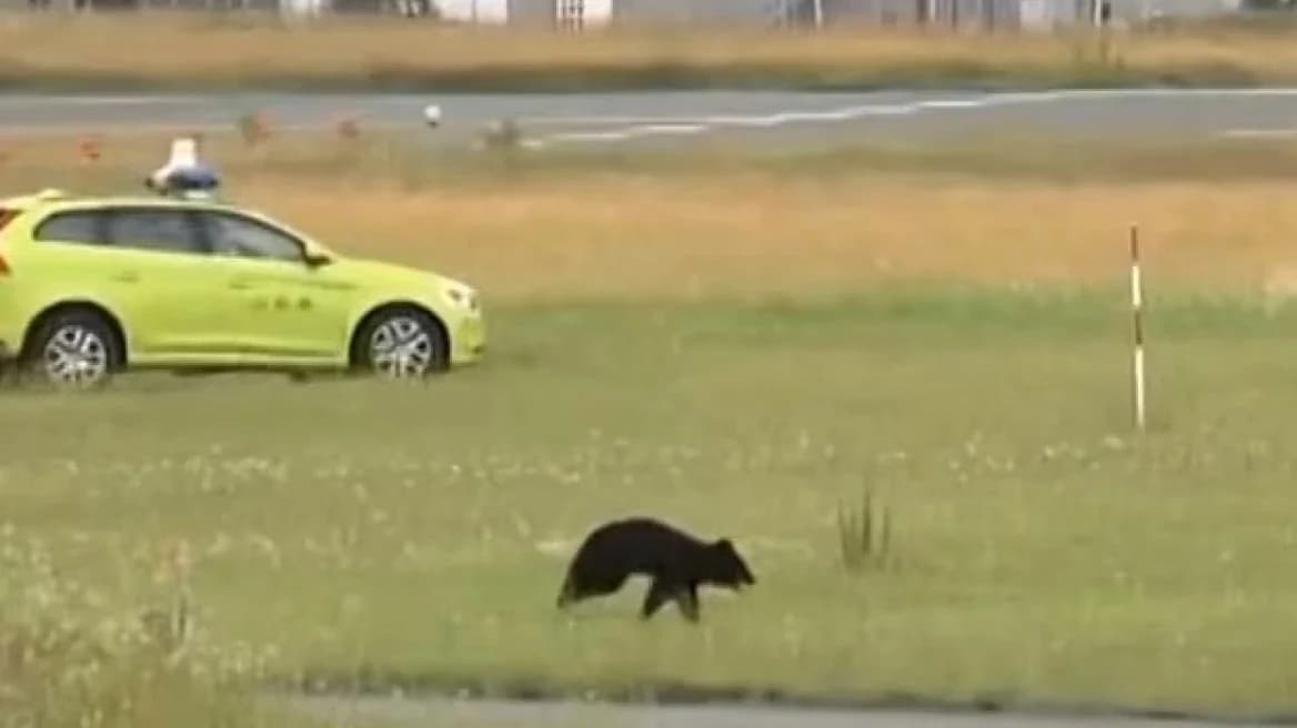Oso en pista de aeropuerto de Japón cancela 12 vuelos
