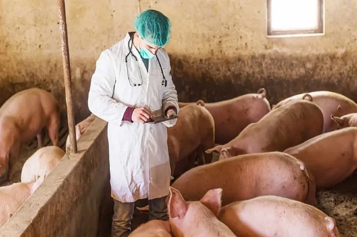Serres, Griechenland: Ausbruch der Afrikanischen Schweinepest – Notfallmaßnahmen ergriffen