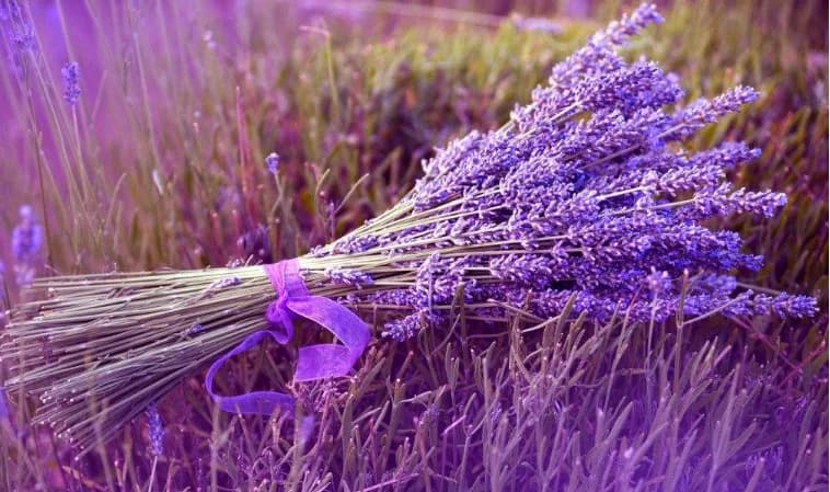 普拉特雷斯薰衣草节：7月6日的薰衣草饮品和活动