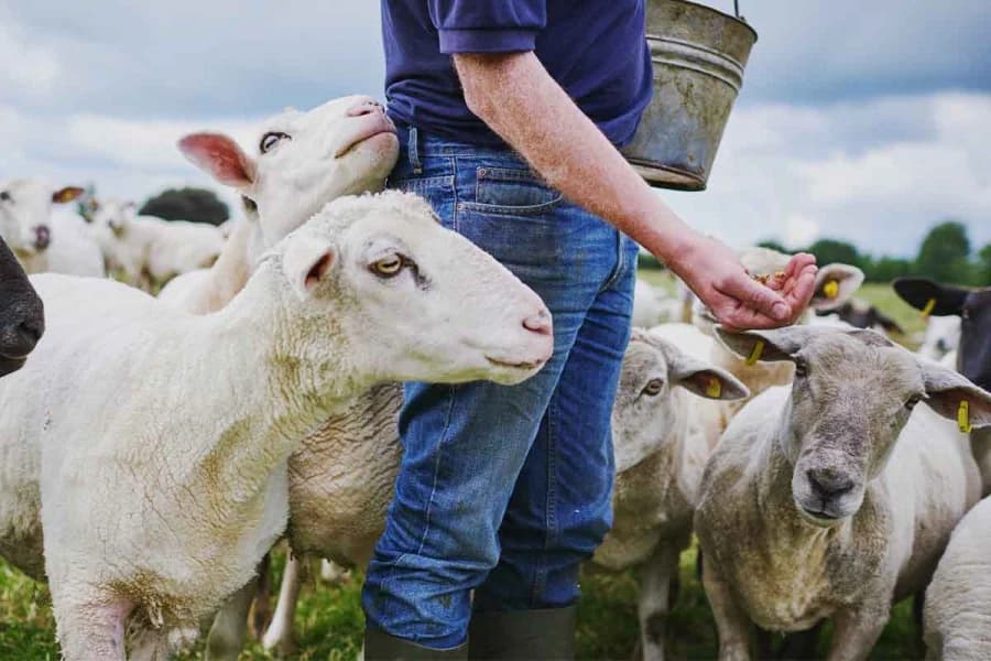 Halloumi PDO at Risk Due to Livestock Exports
