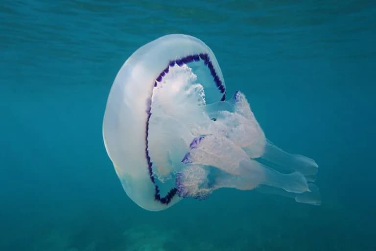 Jellyfish Outbreak: Affected Areas and Live Map