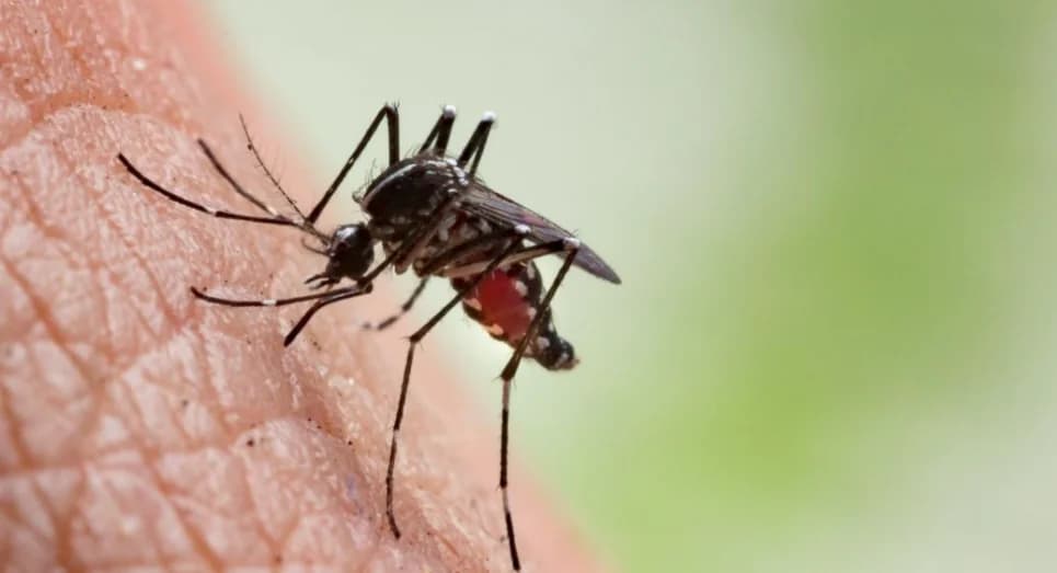 Cyprus: Alert Over Dangerous Mosquitoes – Measures and Traps Deployed