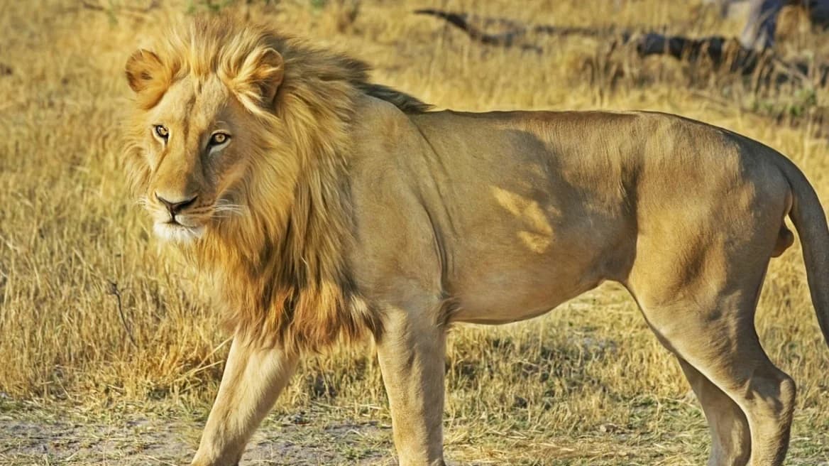 Lion Attacks 4-Year-Old Boy in Washington National Park