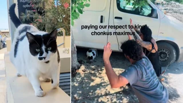Chonkus Maximus: The Famous Cat of Chania Becomes a Tourist Attraction