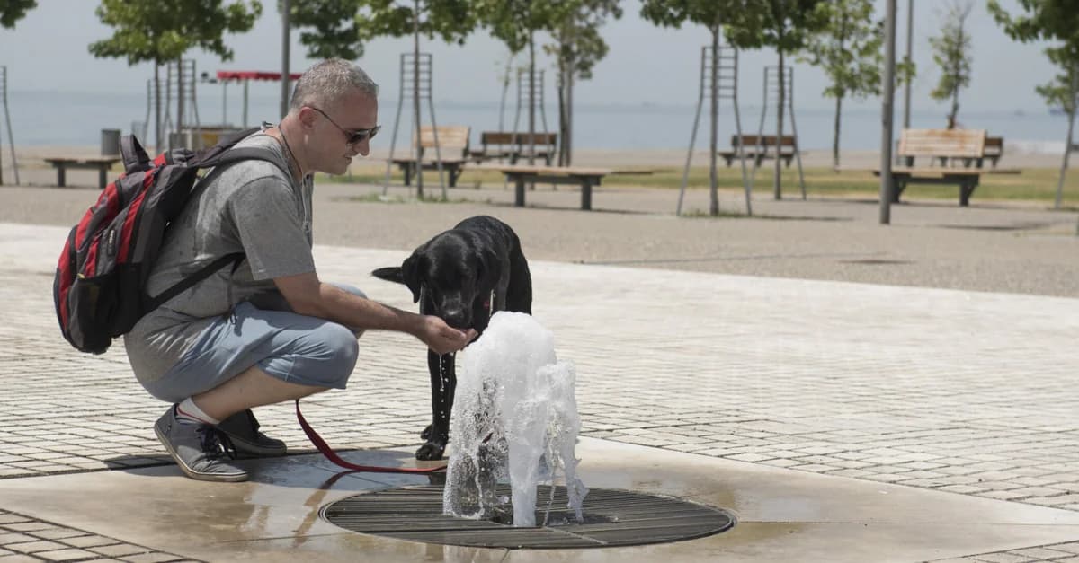 Hund: Wann ist Asphalt zu heiß für seine Pfoten?