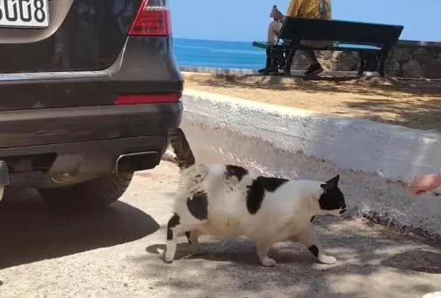 Chonkus Maximus: The Chunky Cat from Chania Becomes a Google Maps Location