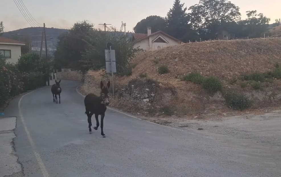 ΒΙΝΤΕΟ: Γαϊδουράκια στο Όμοδος τρέχουν να σωθούν από τη φωτιά