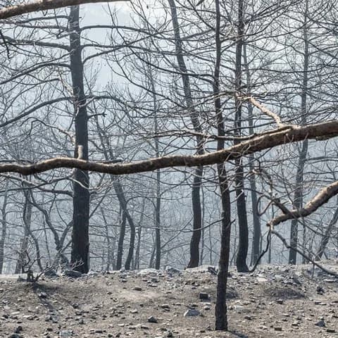 Комиссар по окружающей среде: Будет проведена кремация мертвых животных, погибших в результате пожаров