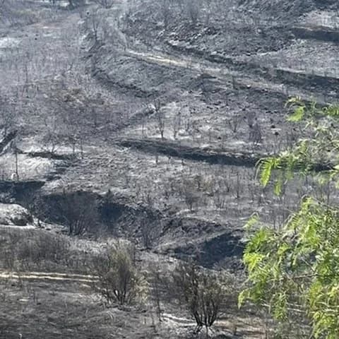 Limassol: Comienza la evaluación de daños tras el incendio forestal