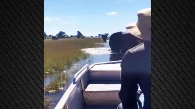 Elefant greift Boot mit Touristen in Botswana an - Video