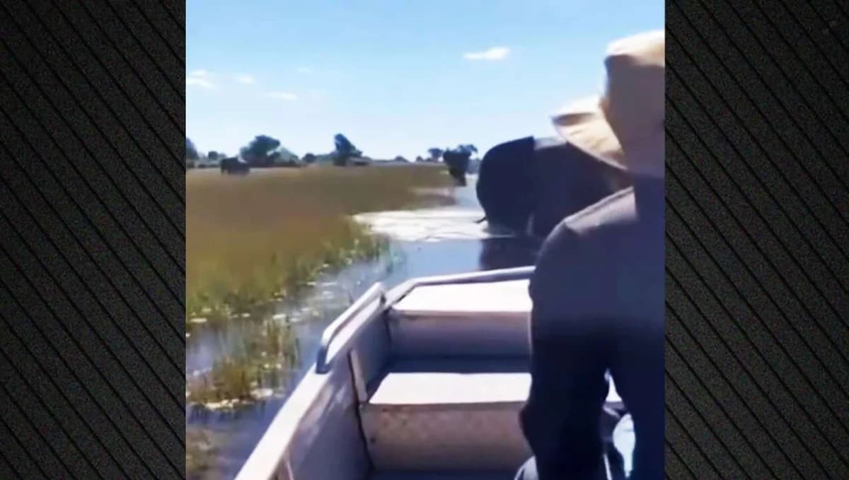 Elefant greift Boot mit Touristen in Botswana an