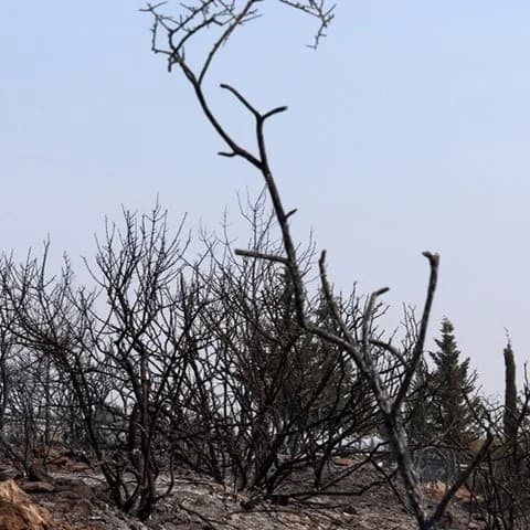 שריפה קטלנית בלימסול: תגובות שרשרת על בריאות, סביבה, מזון