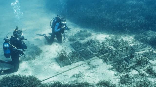 Jardines submarinos de Posidonia plantados en Grecia