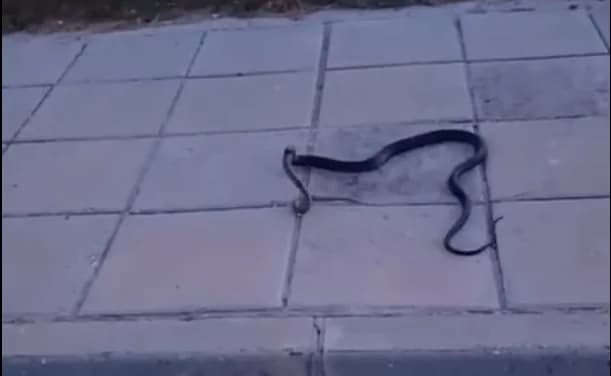 Video: Schlange frisst andere Schlange in Zypern